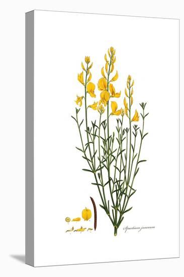 Spartium junceum, Flora Graeca-Ferdinand Bauer-Premier Image Canvas