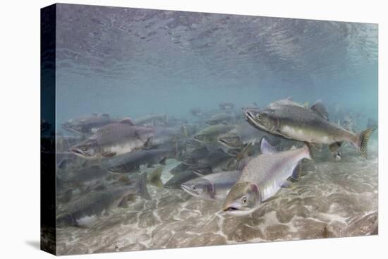 Spawning Salmon at Kinak Bay in Katmai National Park-Paul Souders-Premier Image Canvas