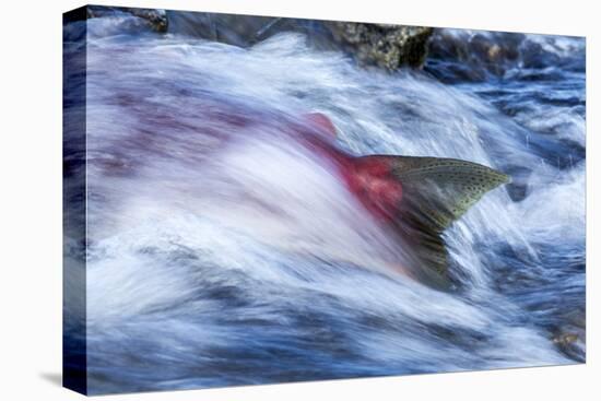 Spawning Salmon, Katmai National Park, Alaska-null-Premier Image Canvas