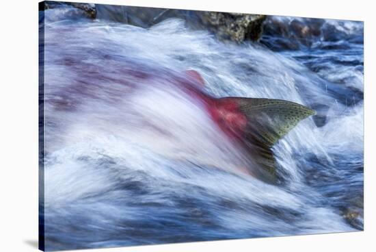 Spawning Salmon, Katmai National Park, Alaska-null-Premier Image Canvas