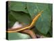 Spear Nose Snake (Langaha Madagaseariensis) Camouflaged to Resemble Tree, Madagascar-Andres Morya Hinojosa-Premier Image Canvas