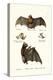 Spear-Nosed Bats, 1824-Karl Joseph Brodtmann-Premier Image Canvas