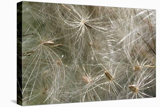 Spear Thistle Seeds (Cirsium Vulgare)-Duncan Shaw-Premier Image Canvas