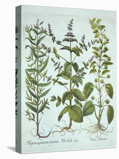 Spearmint, Roman Nettle and Long-Leaved Horsemint, from 'Hortus Eystettensis', by Basil Besler (156-German School-Premier Image Canvas