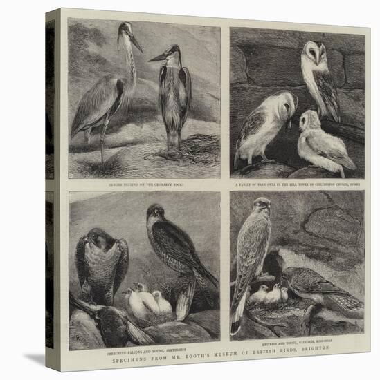 Specimens from Mr Booth's Museum of British Birds, Brighton-Alfred Chantrey Corbould-Premier Image Canvas