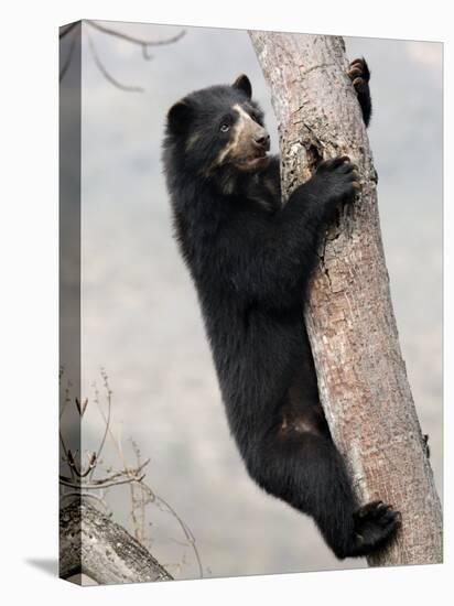 Spectacled Bear Climbing in Tree, Chaparri Ecological Reserve, Peru, South America-Eric Baccega-Premier Image Canvas