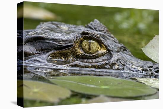 Spectacled Caiman-null-Premier Image Canvas