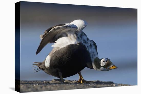 Spectacled Eider Stretching-Ken Archer-Premier Image Canvas