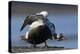 Spectacled Eider Stretching-Ken Archer-Premier Image Canvas