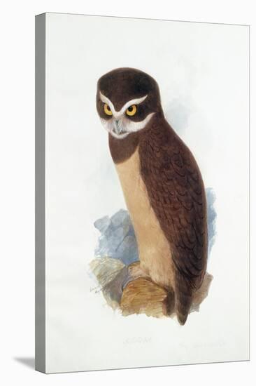 Spectacled Owl, August 1836-Edward Lear-Premier Image Canvas