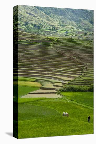 Spectacular Green Rice Field in Rainy Season, Ambalavao, Madagascar-Anthony Asael-Premier Image Canvas