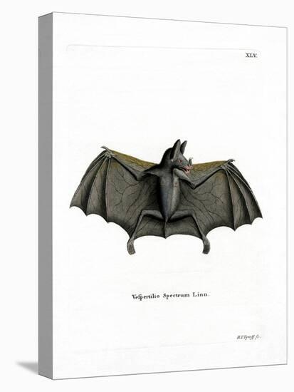 Spectral Bat-null-Premier Image Canvas