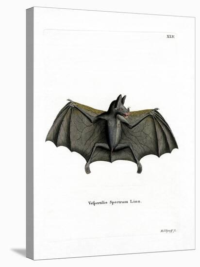 Spectral Bat-null-Premier Image Canvas