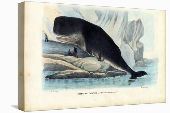 Sperm Whale, 1863-79-Raimundo Petraroja-Premier Image Canvas