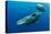 Sperm whale mother and calf,  Dominica, Caribbean Sea-Franco Banfi-Premier Image Canvas