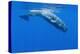 Sperm Whale (Physeter Macrocephalus) Diving, Pico, Azores, Portugal, June 2009-Lundgren-Premier Image Canvas