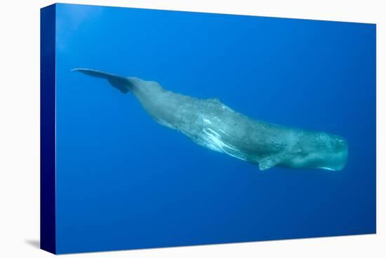 Sperm Whale (Physeter Macrocephalus) Pico, Azores, Portugal, June 2009-Lundgren-Premier Image Canvas