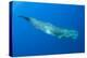 Sperm Whale (Physeter Macrocephalus) Pico, Azores, Portugal, June 2009-Lundgren-Premier Image Canvas