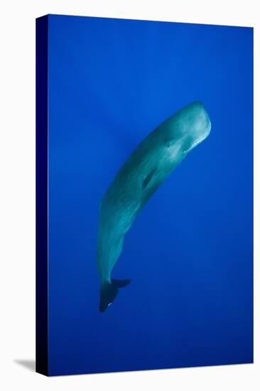 Sperm Whale (Physeter Macrocephalus)-Reinhard Dirscherl-Premier Image Canvas