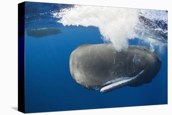 Sperm Whale (Physeter Macrocephalus)-Reinhard Dirscherl-Premier Image Canvas