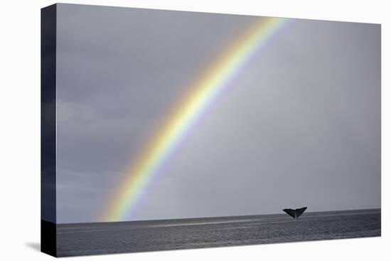 Sperm whale tail fluke above water as it dives below a rainbow, Caribbean Sea. Digital composite-Franco Banfi-Premier Image Canvas