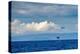 Sperm whale tail slapping, Dominica, Caribbean Sea-Franco Banfi-Premier Image Canvas