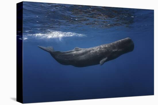 Sperm Whale-Barathieu Gabriel-Stretched Canvas