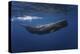 Sperm Whale-Barathieu Gabriel-Stretched Canvas