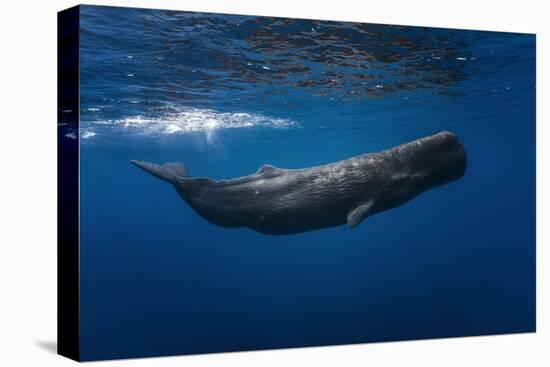 Sperm Whale-Barathieu Gabriel-Premier Image Canvas