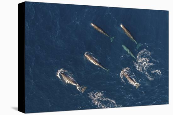 Sperm whales, aerial view, Baja California, Mexico-Mark Carwardine-Premier Image Canvas