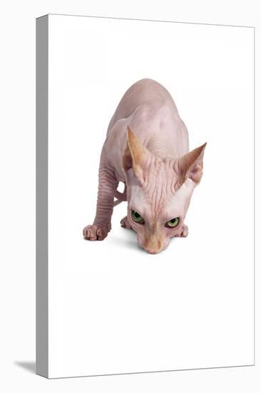 Sphinx Cat-Fabio Petroni-Premier Image Canvas