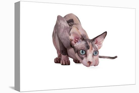 Sphinx Cat-Fabio Petroni-Premier Image Canvas