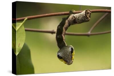 Sphinx Hawk Moth Caterpillar Snake Mimic Rio Napo Peru Photographic Print Mark Bowler Art Com