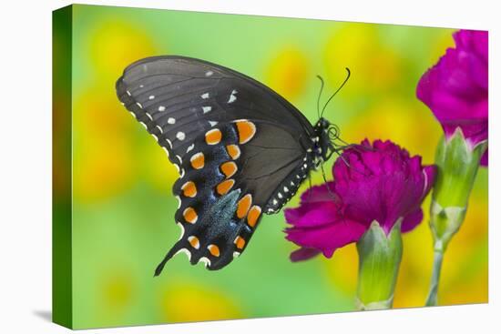 Spicebush Swallowtail Butterfly-Darrell Gulin-Premier Image Canvas