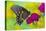 Spicebush Swallowtail Butterfly-Darrell Gulin-Premier Image Canvas