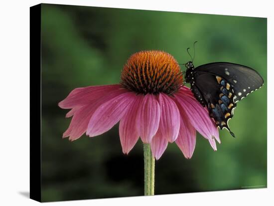 Spicebush Swallowtail on Mullin, Rochester, Michigan, USA-Claudia Adams-Premier Image Canvas