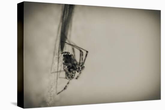 Spider 1-Pixie Pics-Premier Image Canvas