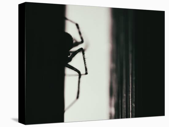 Spider 3-Pixie Pics-Premier Image Canvas