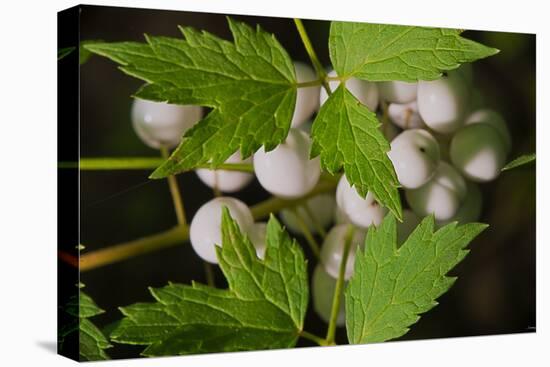 Spider Eggs-Gordon Semmens-Premier Image Canvas