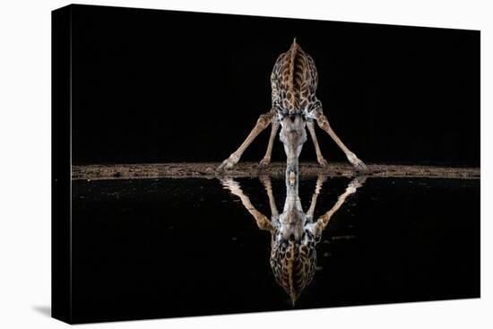 Spider Giraffe-Alessandro Catta-Premier Image Canvas