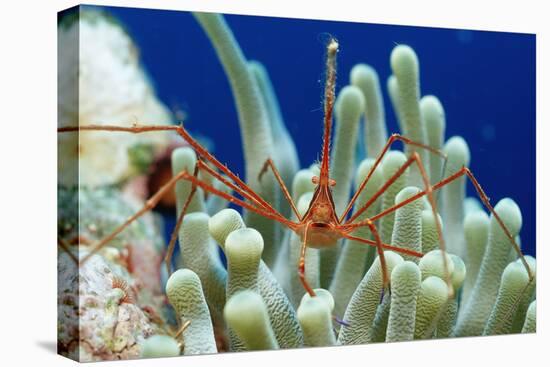 Spider Hermit Crab, Stenorhynchus Seticornis, Netherlands Antilles, Bonaire, Caribbean Sea-Reinhard Dirscherl-Premier Image Canvas