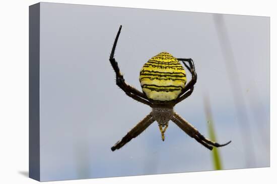 Spider in Web, Baliem Valley, Indonesia-Reinhard Dirscherl-Premier Image Canvas