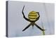 Spider in Web, Baliem Valley, Indonesia-Reinhard Dirscherl-Premier Image Canvas