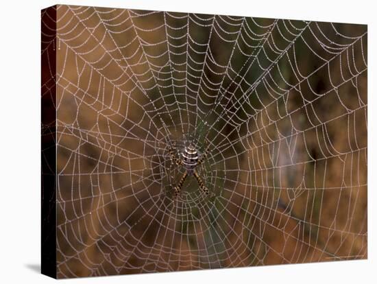 Spider in Web, Washington, USA-Terry Eggers-Premier Image Canvas