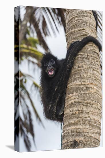 Spider monkey (Atelidae), Achutupu, San Blas Islands, Kuna Yala, Panama, Central America-Michael Runkel-Premier Image Canvas