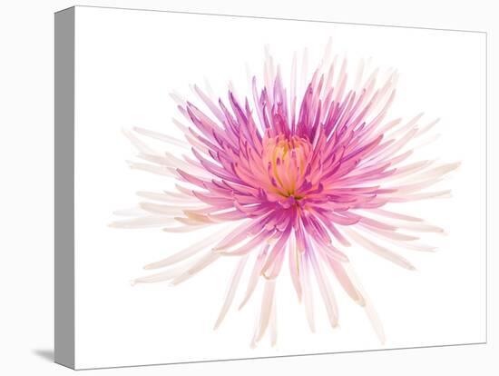 Spider Mum or Chrysanthemum on a white background-Panoramic Images-Premier Image Canvas
