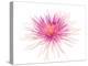 Spider Mum or Chrysanthemum on a white background-Panoramic Images-Premier Image Canvas