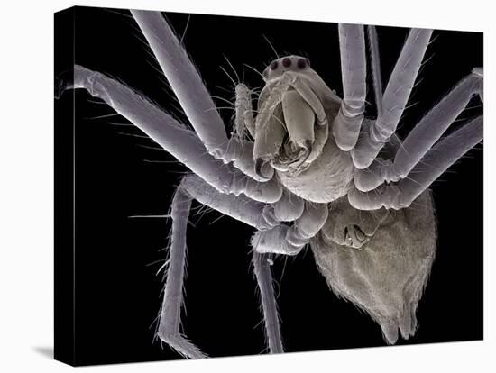 Spider, SEM-Steve Gschmeissner-Premier Image Canvas