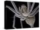 Spider, SEM-Steve Gschmeissner-Premier Image Canvas