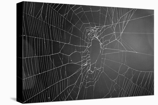 Spider Web b/w-null-Stretched Canvas